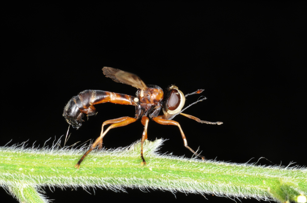 Physocephala sp F (Conopidae)